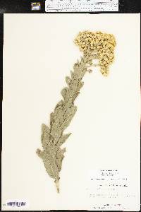 Solidago rigida image