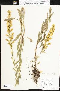 Solidago rigidiuscula image