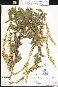 Solidago rugosa subsp. aspera image