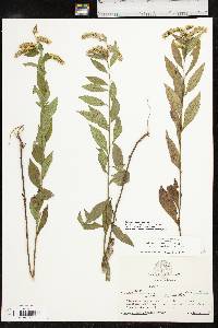 Solidago delicatula image