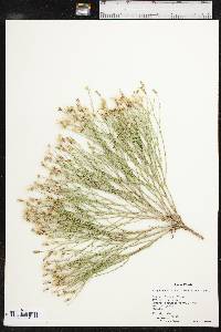 Stephanomeria pauciflora image