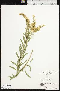 Solidago altiplanities image