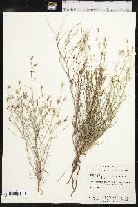 Stephanomeria pauciflora image