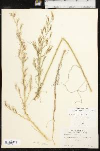 Shinnersoseris rostrata image