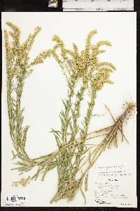 Solidago altiplanities image