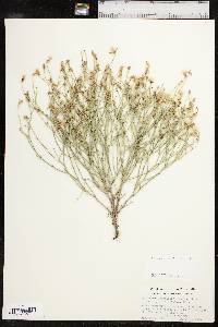 Stephanomeria pauciflora image