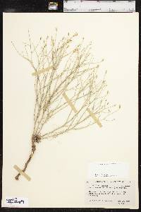 Stephanomeria pauciflora image