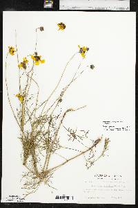 Thelesperma filifolium image