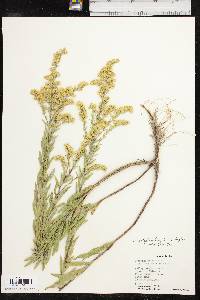 Solidago altiplanities image