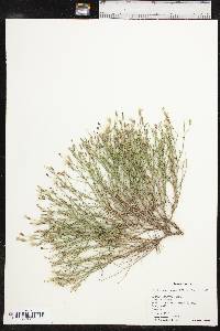 Stephanomeria pauciflora image