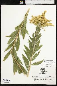 Solidago altissima var. altissima image