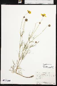 Thelesperma filifolium image