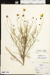 Thelesperma filifolium var. intermedium image