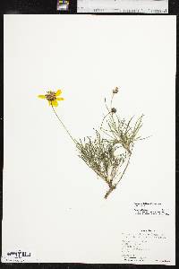 Thelesperma filifolium image