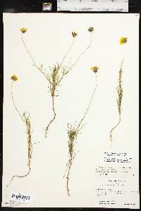 Thelesperma filifolium image