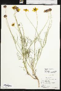 Thelesperma filifolium image