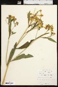 Verbesina alternifolia image