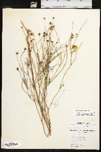 Thelesperma simplicifolium image