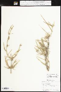 Ephedra antisyphilitica image