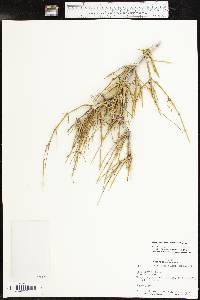 Ephedra antisyphilitica image