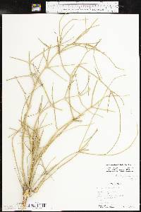 Ephedra antisyphilitica image