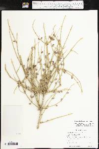 Ephedra antisyphilitica image