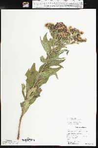 Vernonia baldwinii image