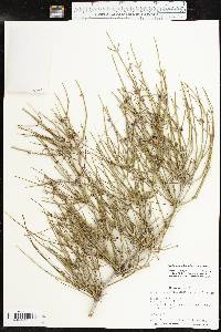 Ephedra antisyphilitica image