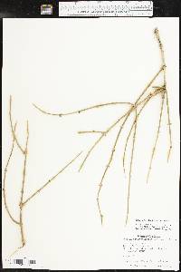 Ephedra antisyphilitica image