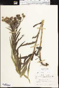 Vernonia arkansana image