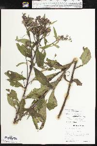 Vernonia baldwinii image