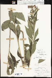 Vernonia baldwinii image