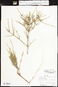 Ephedra antisyphilitica image