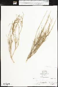 Ephedra torreyana image