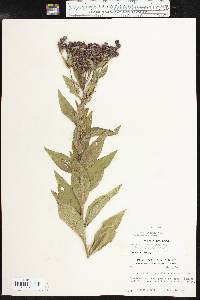 Vernonia baldwinii image