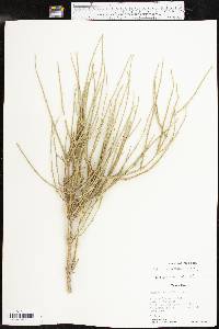 Ephedra antisyphilitica image