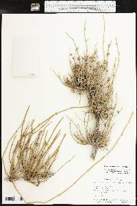 Ephedra antisyphilitica image