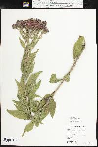 Vernonia baldwinii subsp. interior image