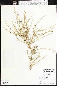 Ephedra antisyphilitica image