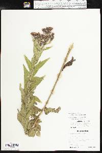 Vernonia baldwinii image