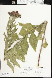 Vernonia baldwinii image