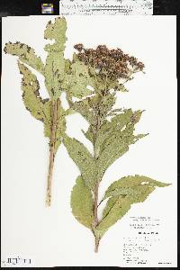 Vernonia baldwinii image