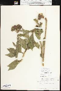 Vernonia baldwinii image