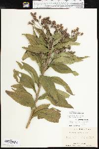 Vernonia baldwinii image