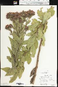 Vernonia baldwinii image