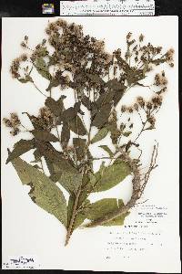 Vernonia baldwinii image