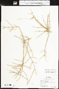 Ephedra antisyphilitica image