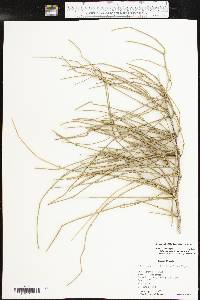 Ephedra antisyphilitica image