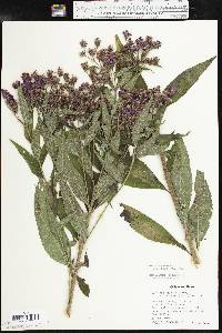 Vernonia baldwinii image