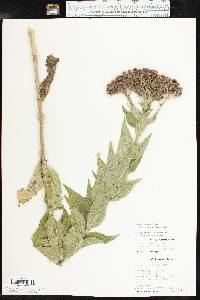 Vernonia baldwinii image